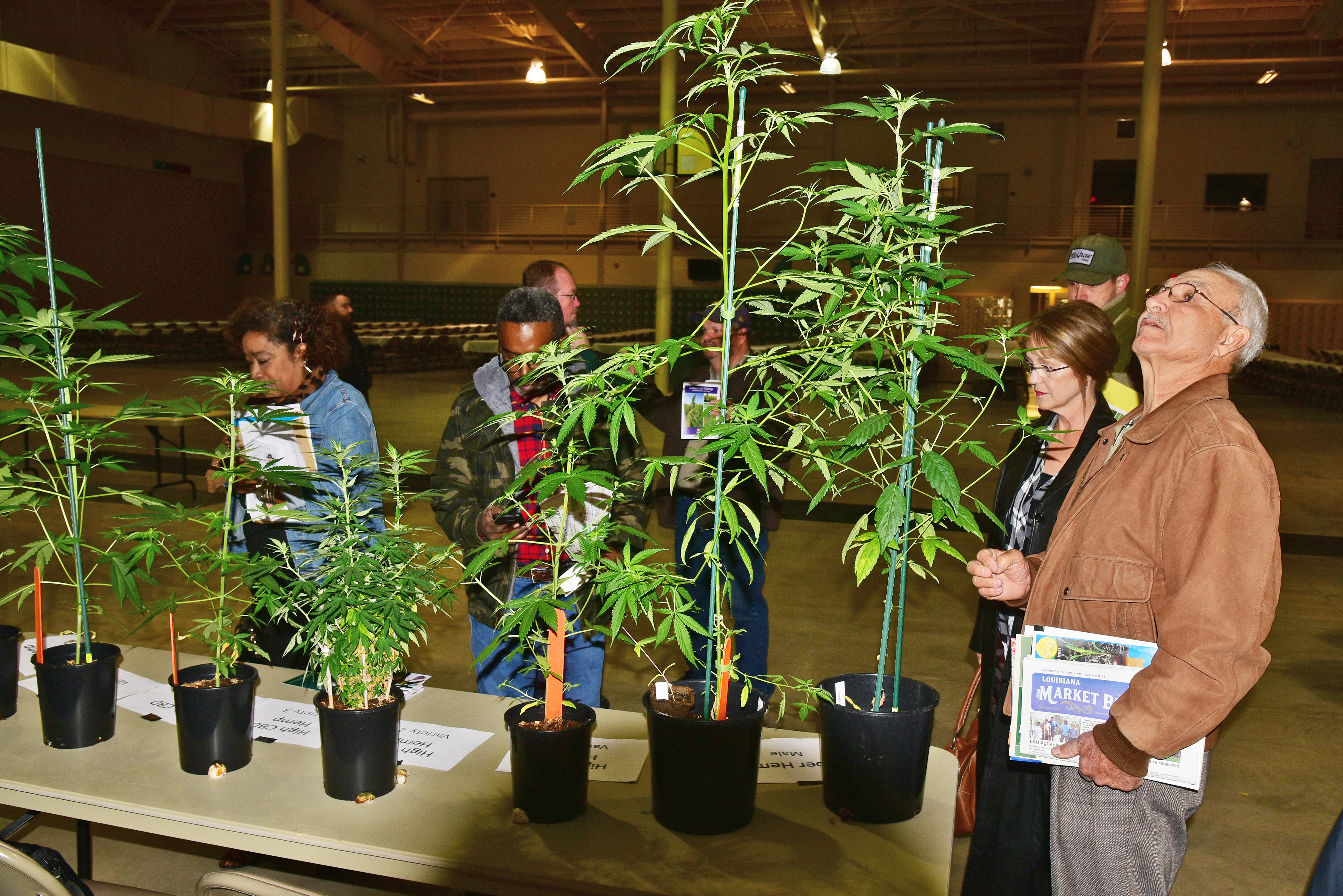 Insect Pests of Hemp: Relying on the Power of Integrated Pest Management